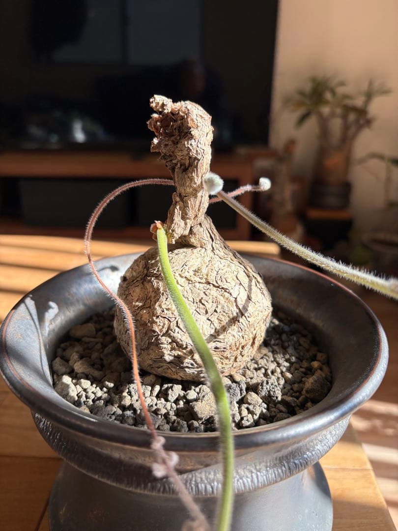 ペラルゴニウム トリステ 作家鉢 冬型塊根植物