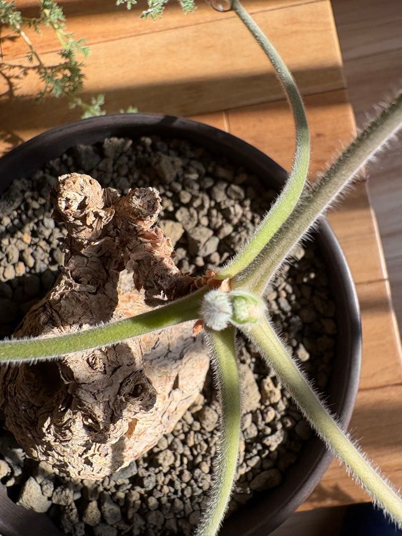 ペラルゴニウム トリステ 作家鉢 冬型塊根植物