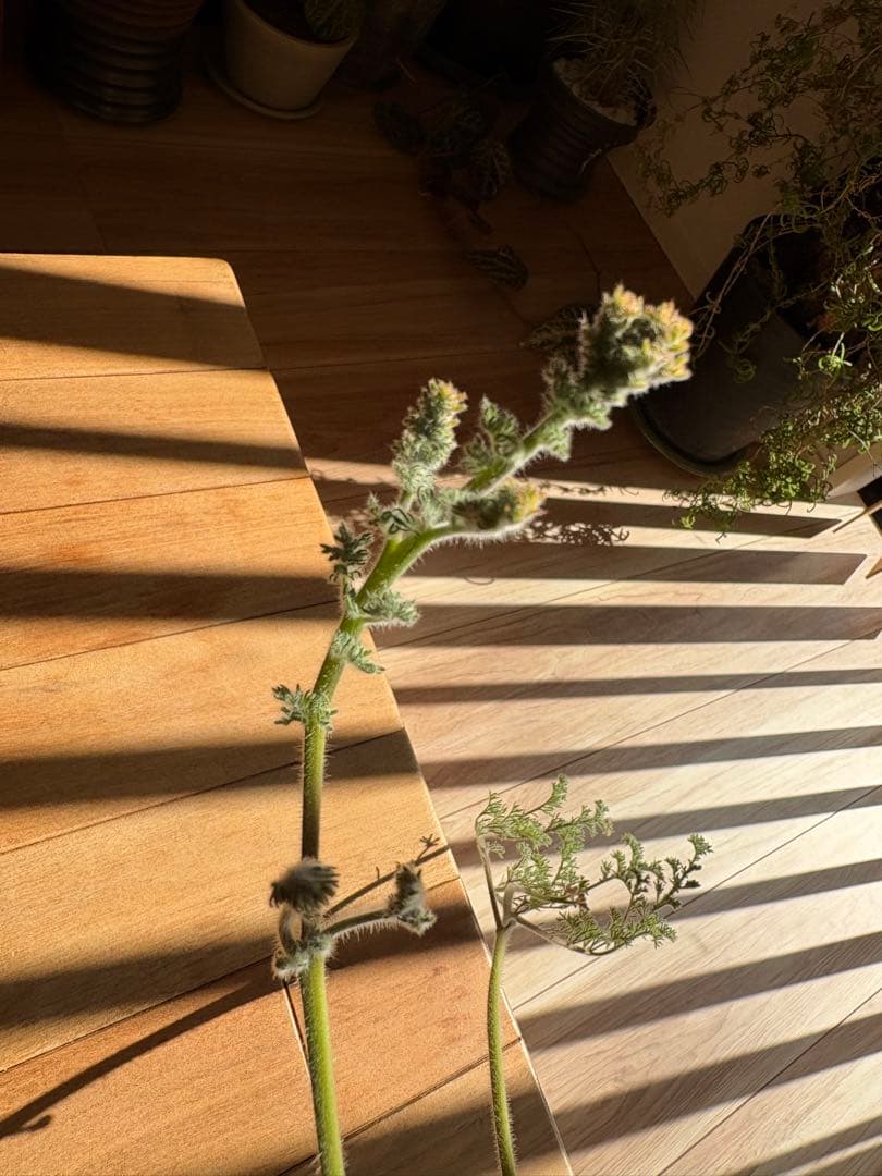 ペラルゴニウム トリステ 作家鉢 冬型塊根植物