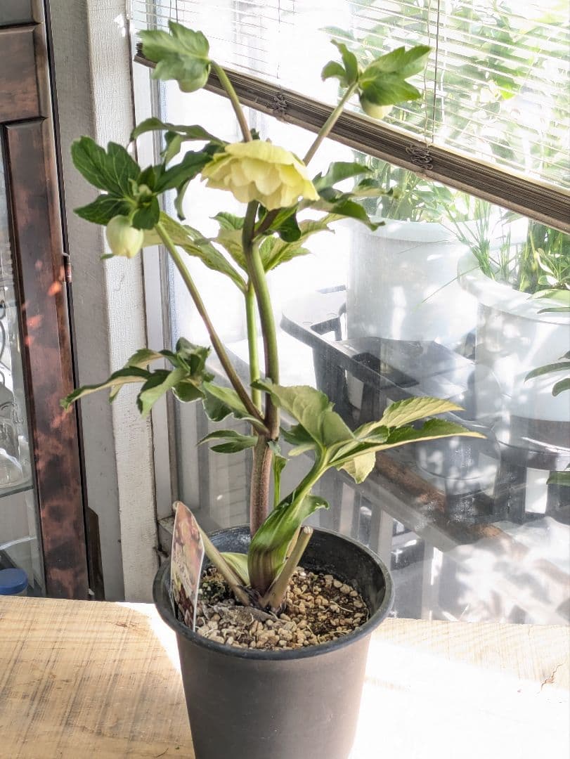 ✨13周年感謝価格 ✨クリスマスローズダブル