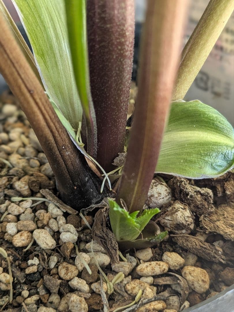 ✨13周年感謝価格 ✨クリスマスローズダブル