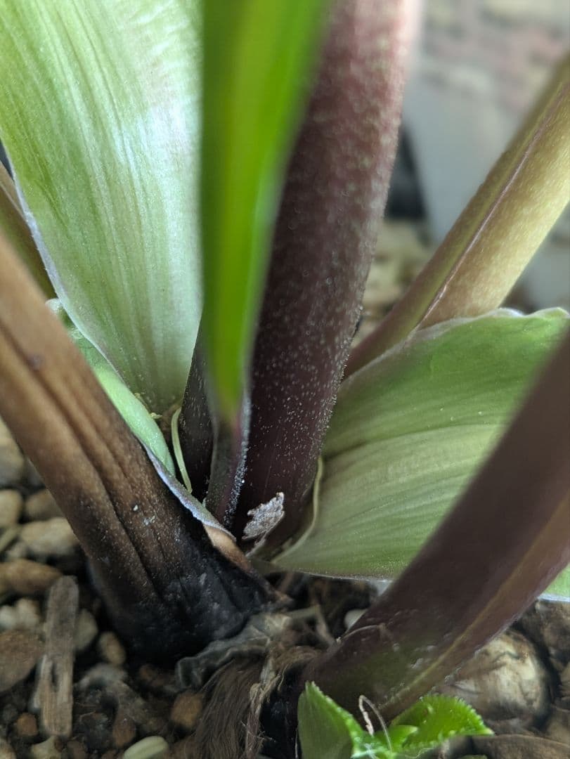 ✨13周年感謝価格 ✨クリスマスローズダブル