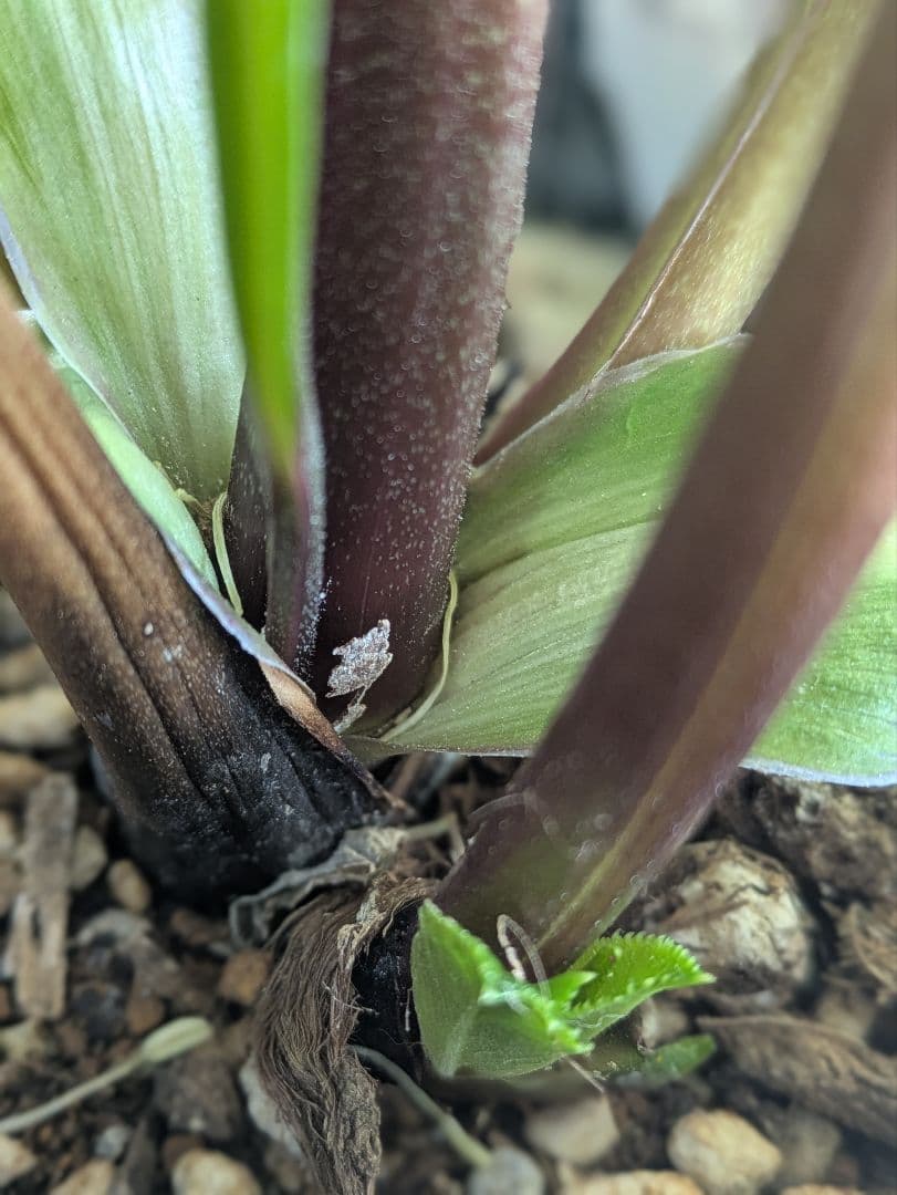 ✨13周年感謝価格 ✨クリスマスローズダブル