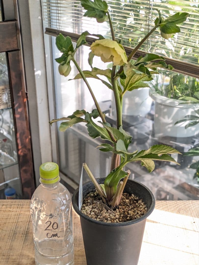 ✨13周年感謝価格 ✨クリスマスローズダブル