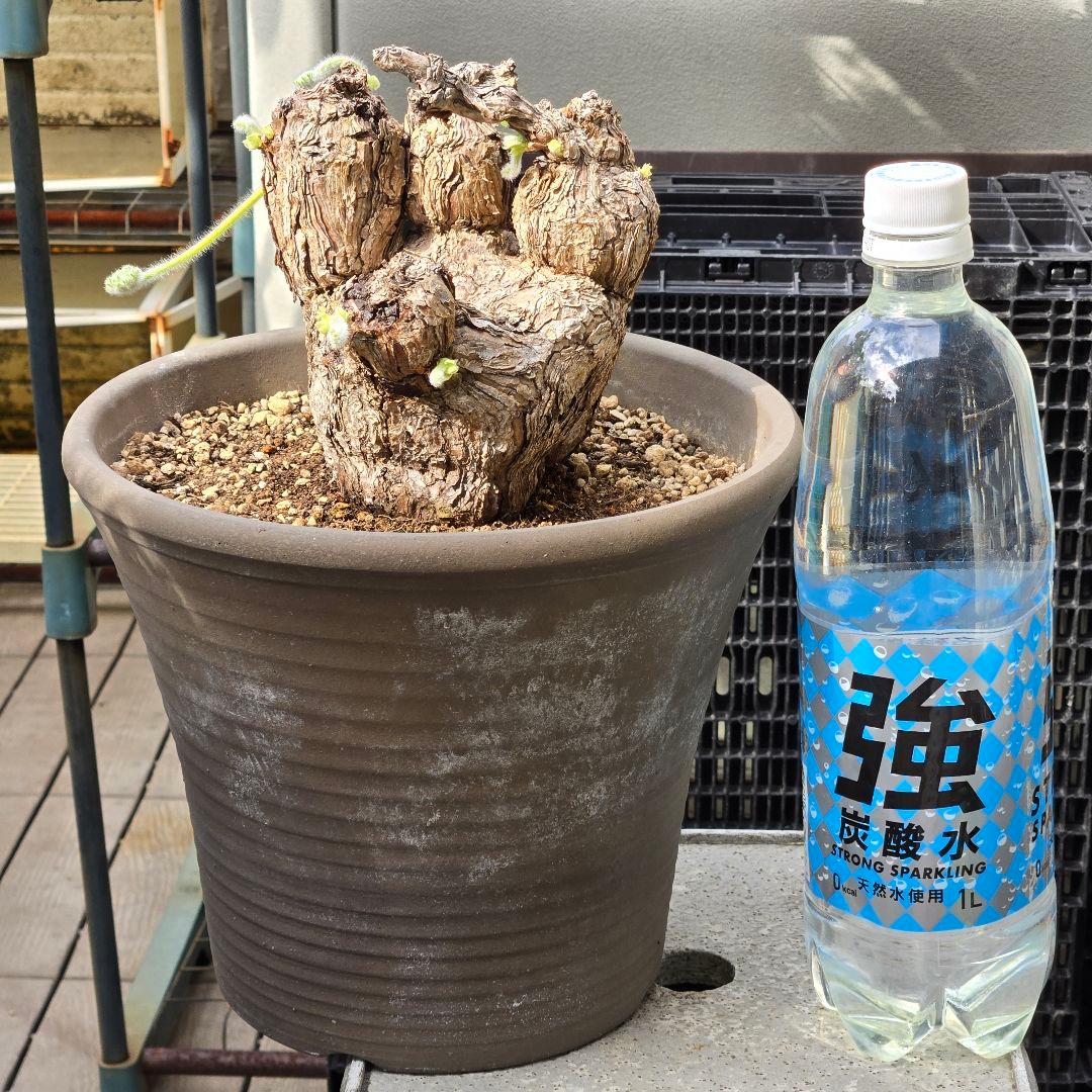 大型 Pelargonium triste ペラルゴニウム トリステ 鉢付