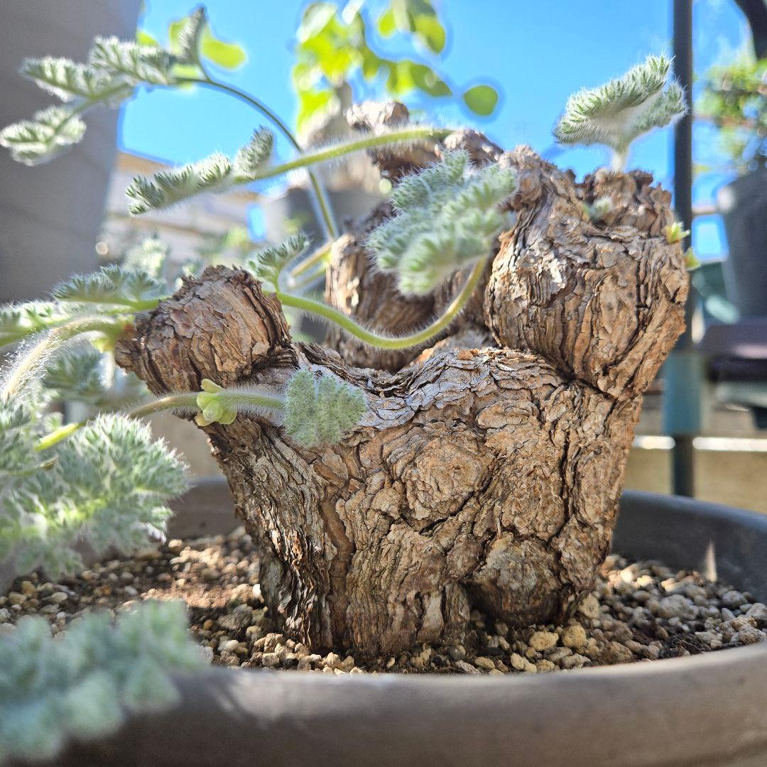 大型 Pelargonium triste ペラルゴニウム トリステ 鉢付