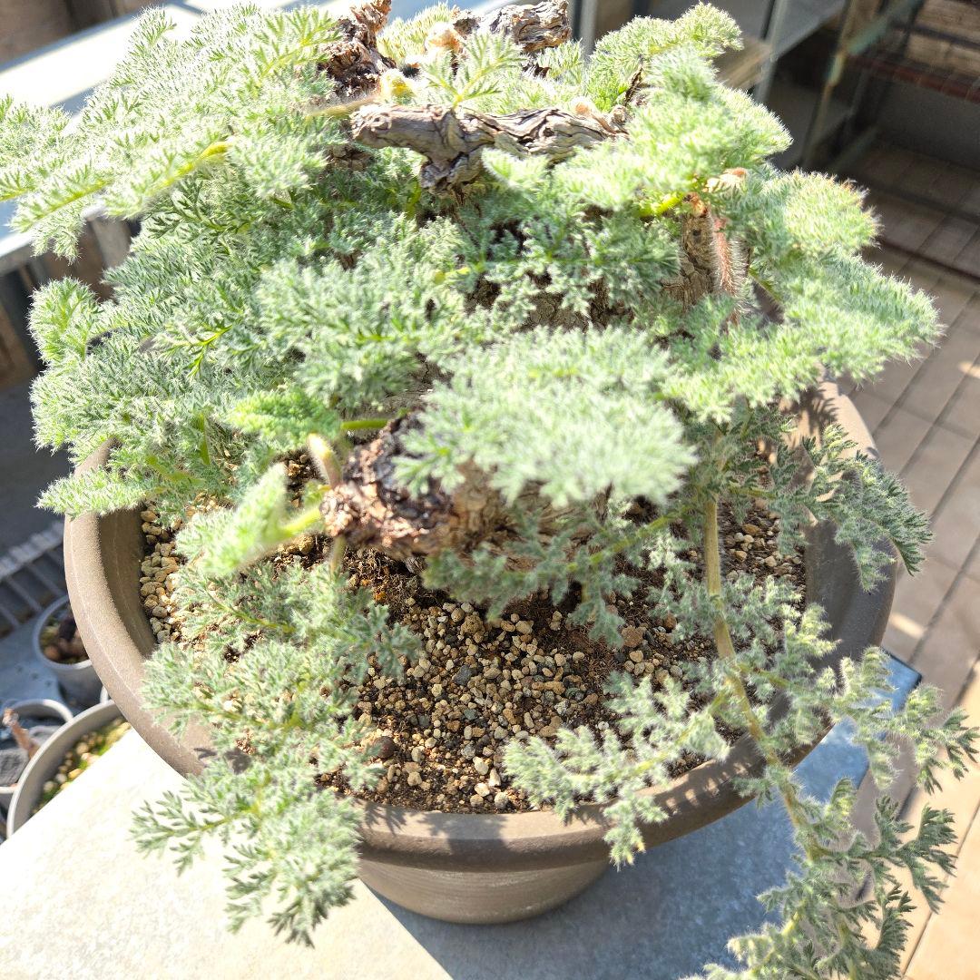 大型 Pelargonium triste ペラルゴニウム トリステ 鉢付