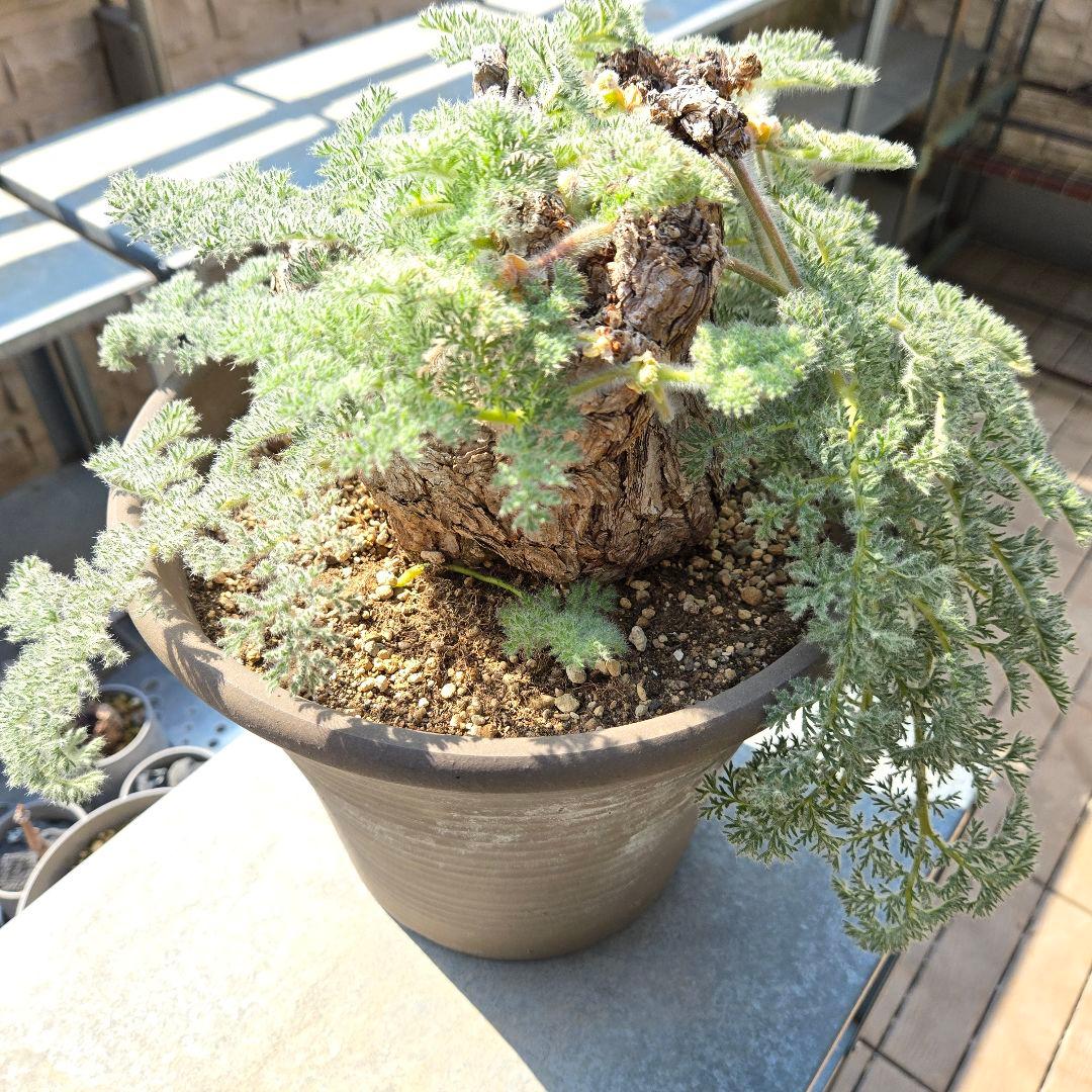 大型 Pelargonium triste ペラルゴニウム トリステ 鉢付