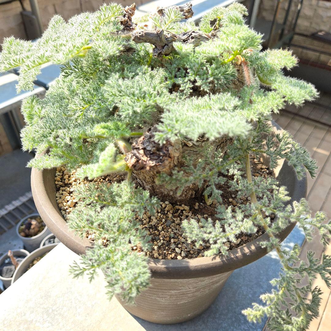 大型 Pelargonium triste ペラルゴニウム トリステ 鉢付