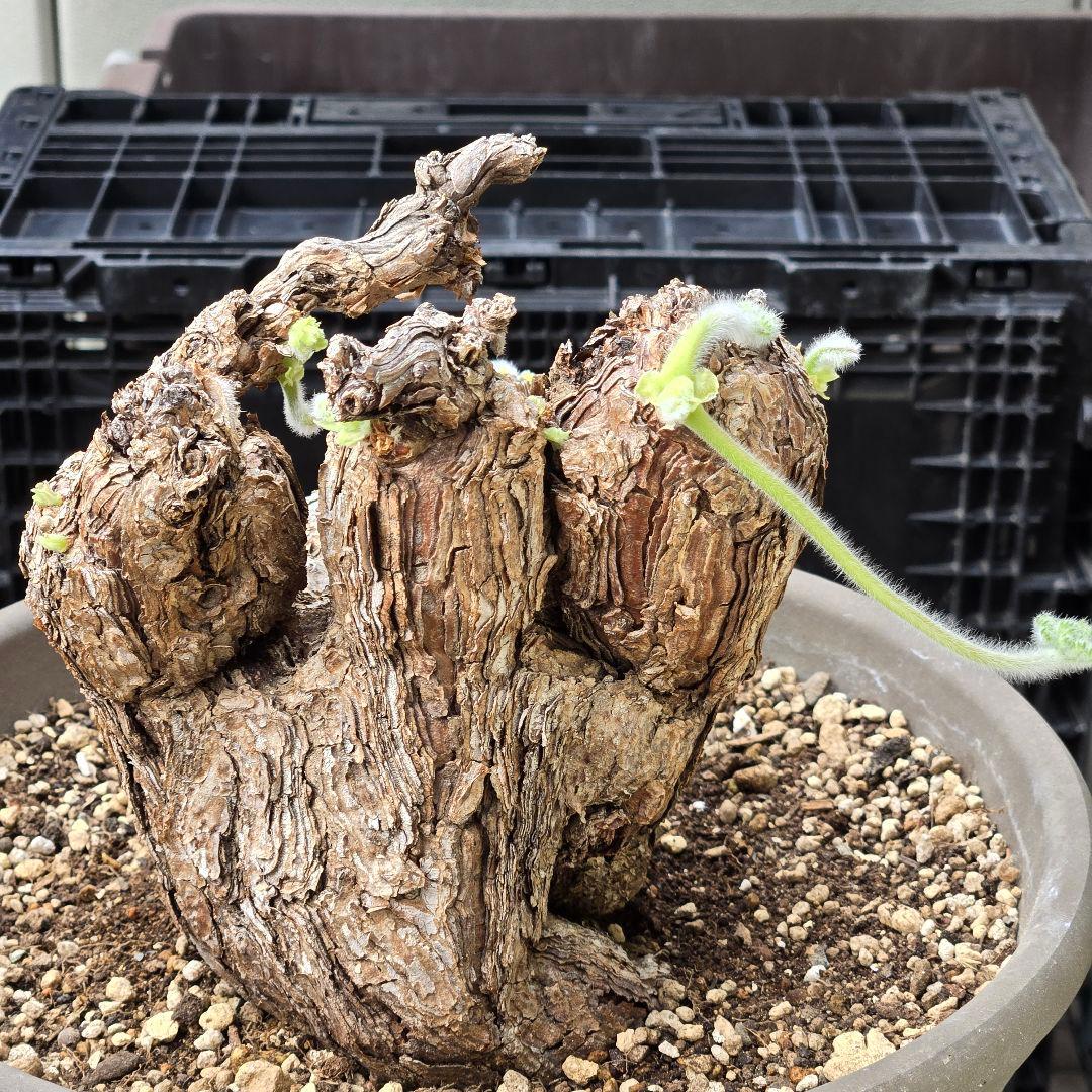 大型 Pelargonium triste ペラルゴニウム トリステ 鉢付