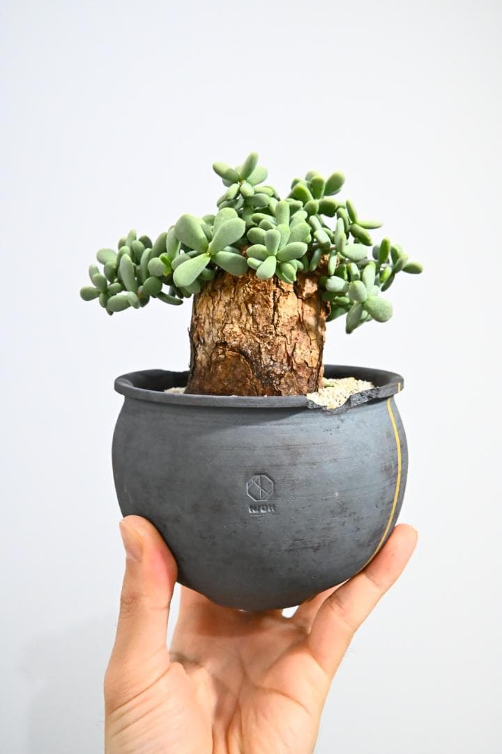 Ceraria pygmaea　ケラリア ピグマエア　 2