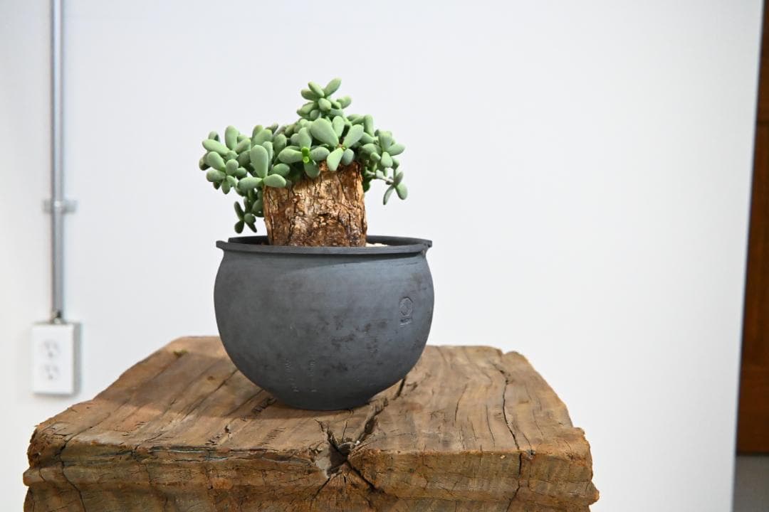 Ceraria pygmaea　ケラリア ピグマエア　 2