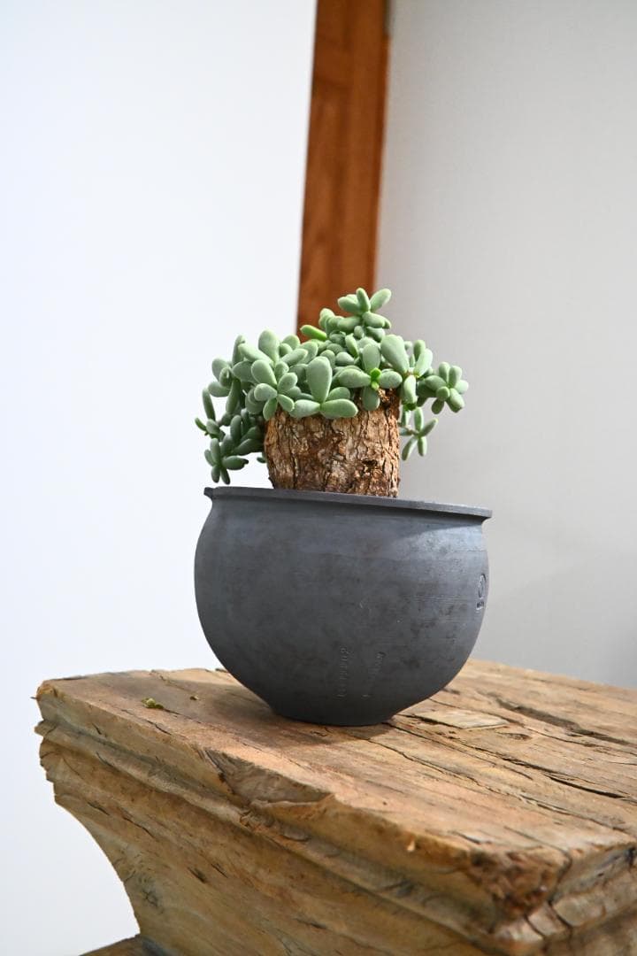 Ceraria pygmaea　ケラリア ピグマエア　 2