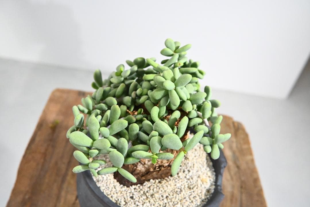 Ceraria pygmaea　ケラリア ピグマエア　 2