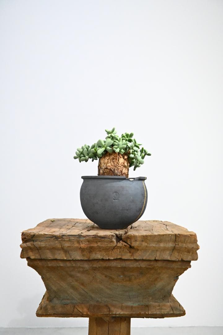 Ceraria pygmaea　ケラリア ピグマエア　 2