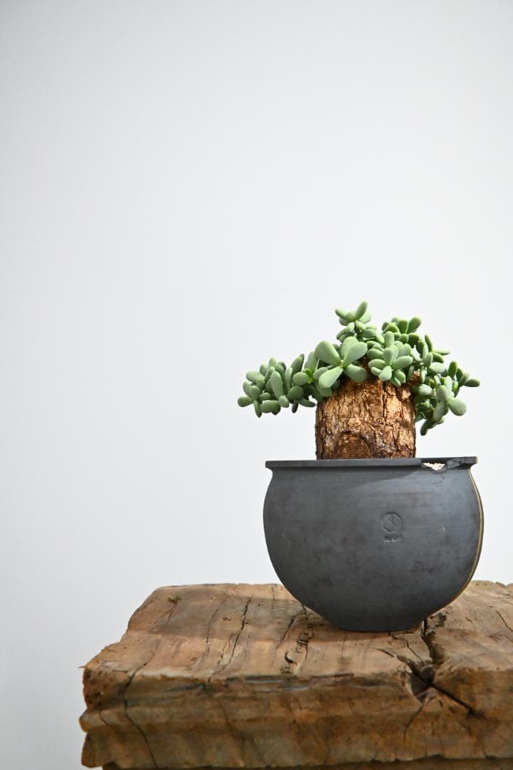 Ceraria pygmaea　ケラリア ピグマエア　 2