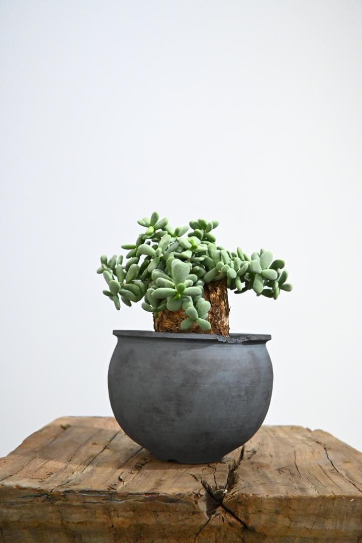 Ceraria pygmaea　ケラリア ピグマエア　 2