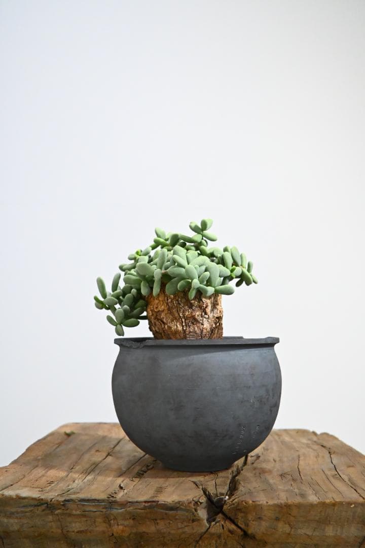 Ceraria pygmaea　ケラリア ピグマエア　 2