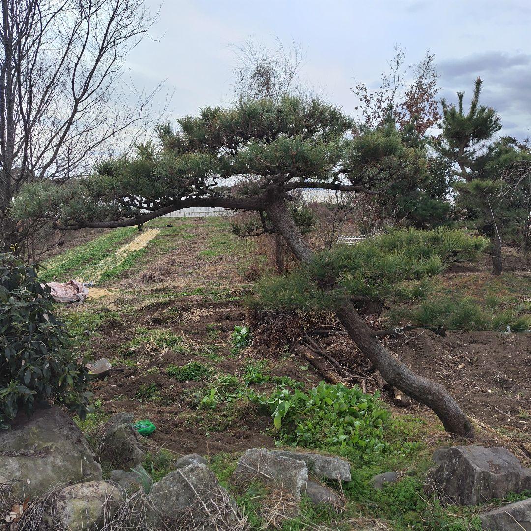 九州限定　黒松門かぶり　高さ2.5m　長さ3.5m　値下げしました