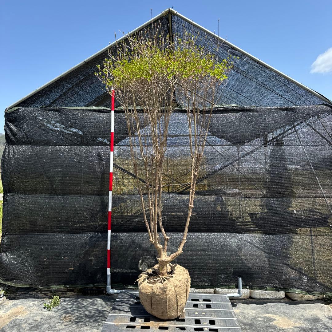 《お引き取り/本州配送可》特大株/ドウダンツツジ【現品限り】2-3