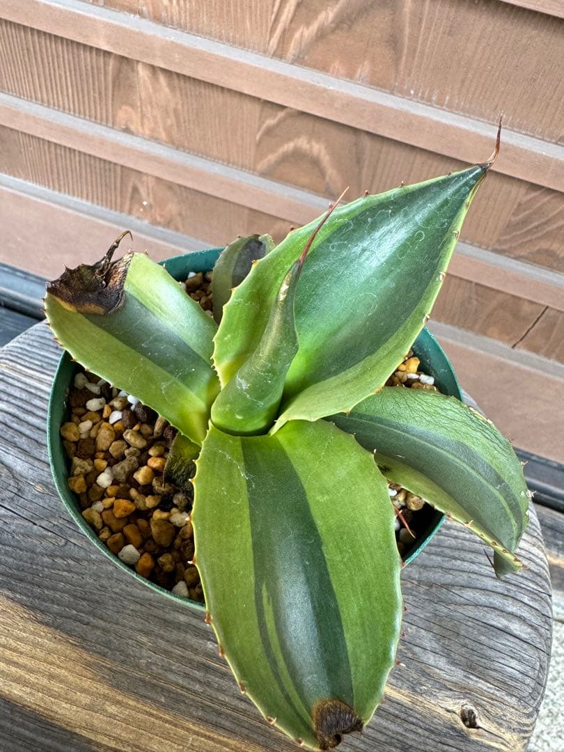 アガベ Agave ovatifolia 'Killer' 210