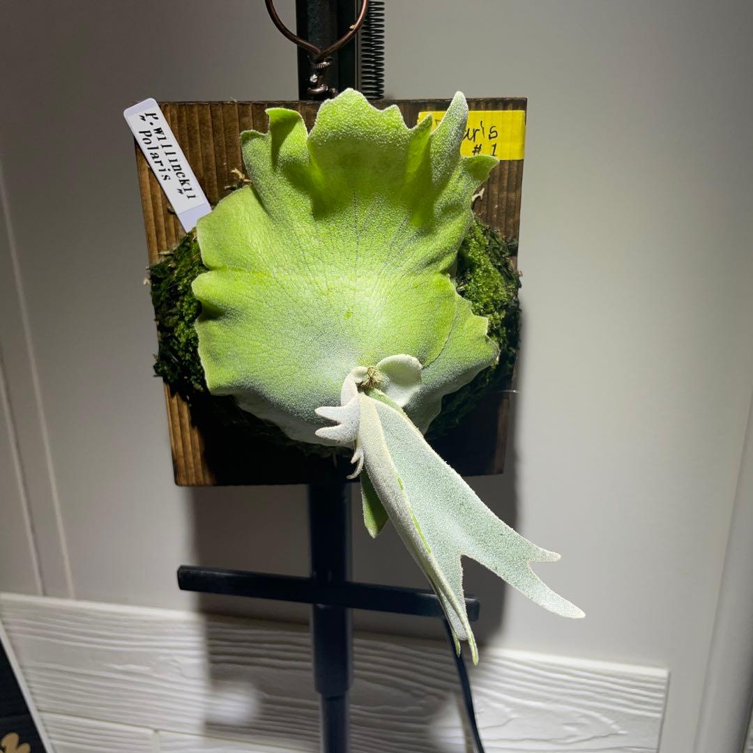 ビカクシダ P.willinckii Polaris ポラリス　子株　#1