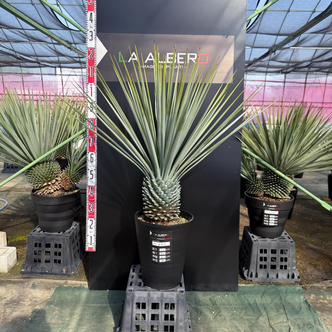 【AL847】ユッカ　リギダ　超ブルー個体　※専用商品