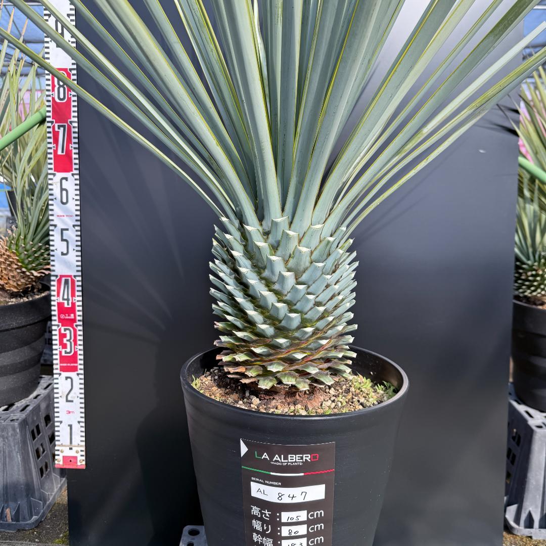 【AL847】ユッカ　リギダ　超ブルー個体　※専用商品