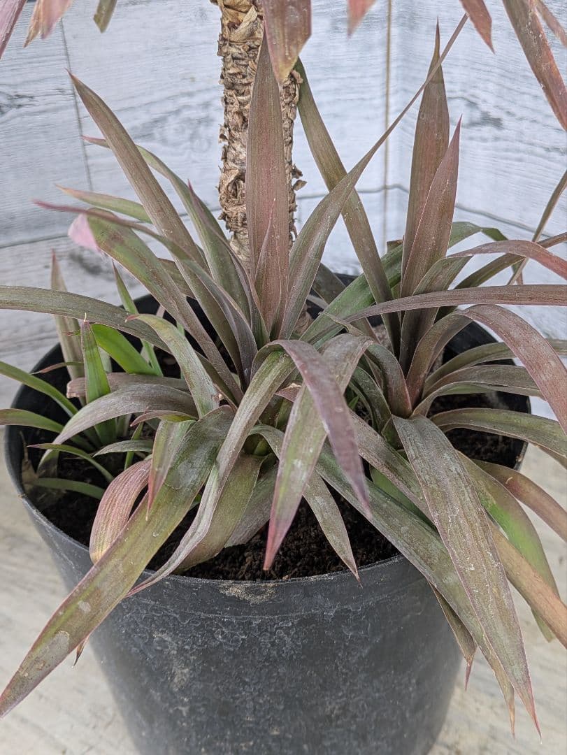 【コンパクトサイズ】ユッカ　デスメティアーナ子株付き