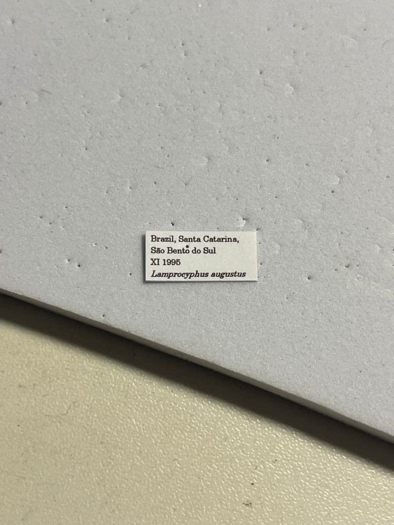 ホウセキゾウムシ ブラジル産 標本プラチナコガネ タマムシ ジンガサハムシ