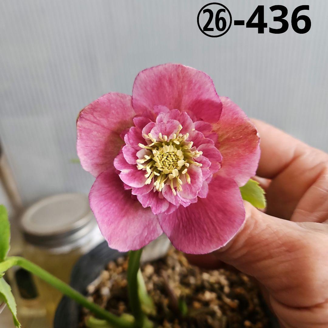 ★happy rose様ご購入苗㉖-436㉖-437クリスマスローズ