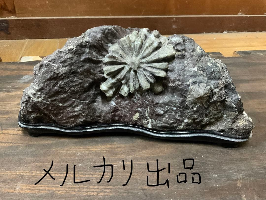 根尾川産　菊花石　極上品　天然石　台座付き。【インテリアに最適だと思います】。