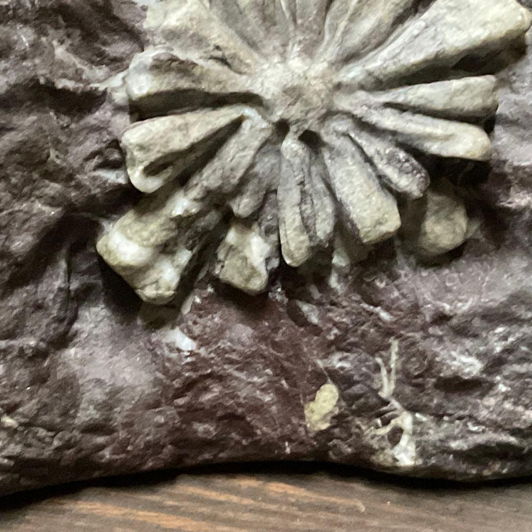 根尾川産　菊花石　極上品　天然石　台座付き。【インテリアに最適だと思います】。