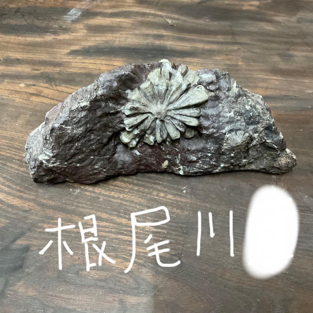 根尾川産　菊花石　極上品　天然石　台座付き。【インテリアに最適だと思います】。