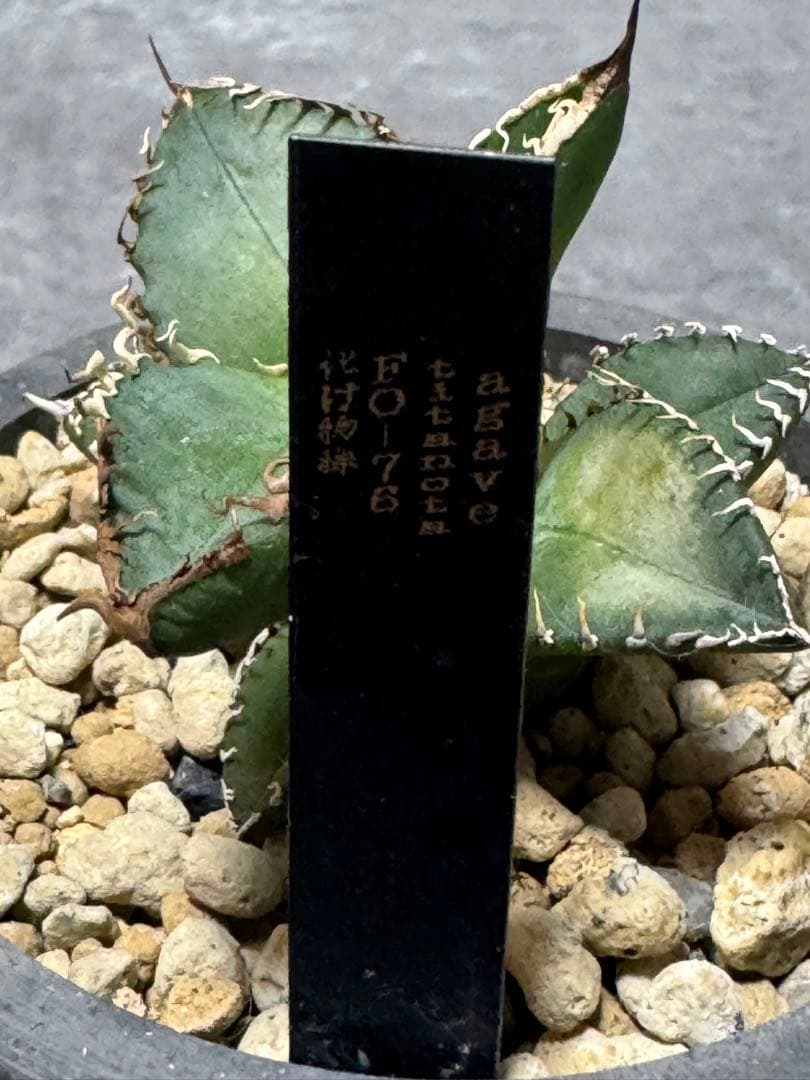 アガベチタノタ悪魔君