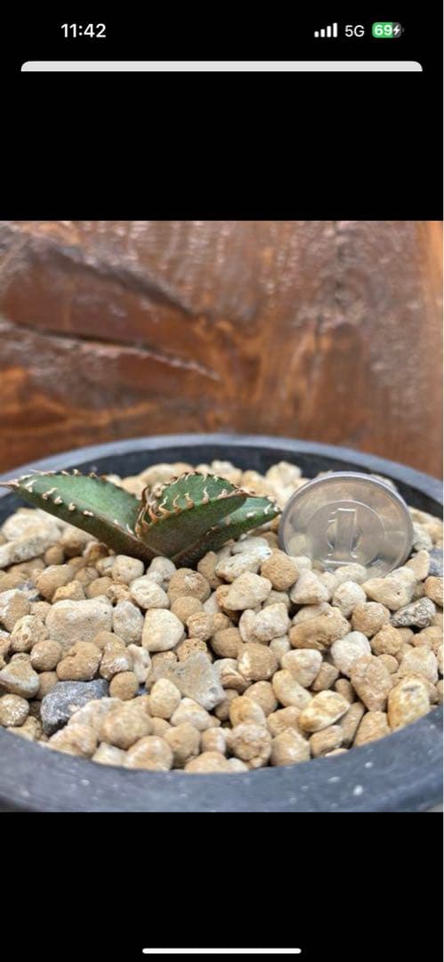 アガベチタノタ悪魔君