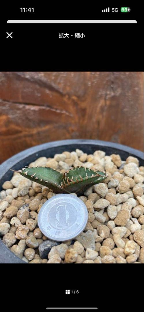 アガベチタノタ悪魔君