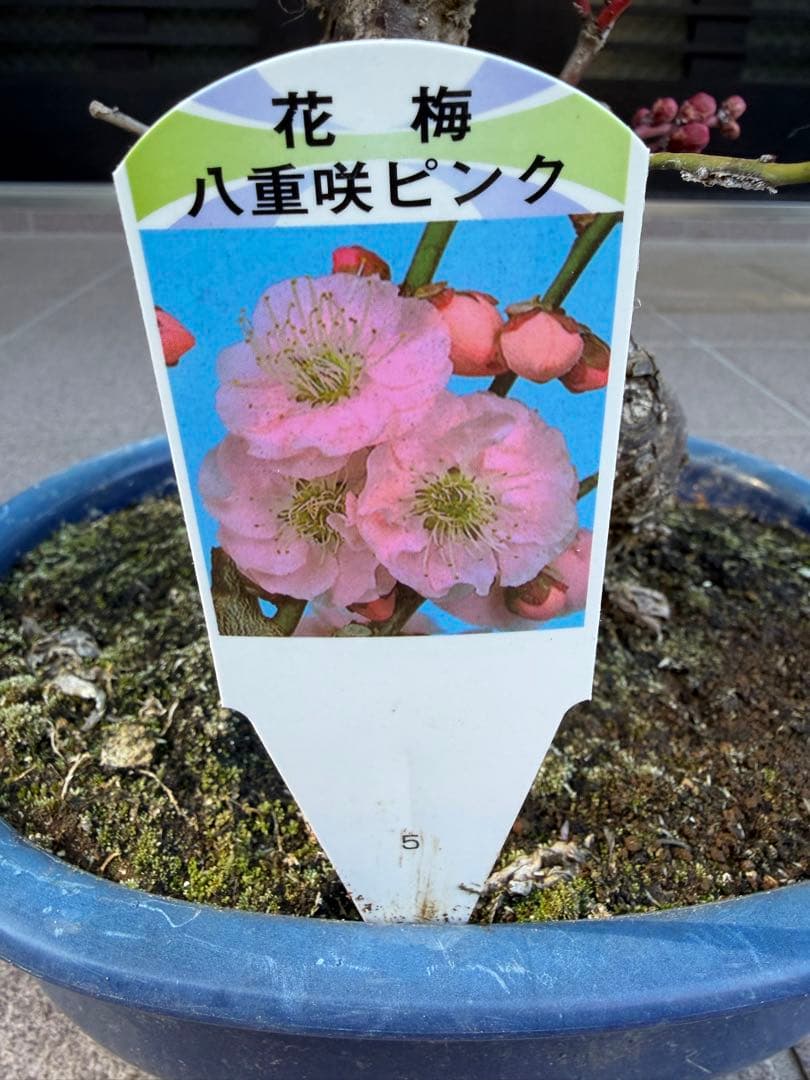 八重咲花梅ピンク　芳香強い　盆栽　鉢ごと発送