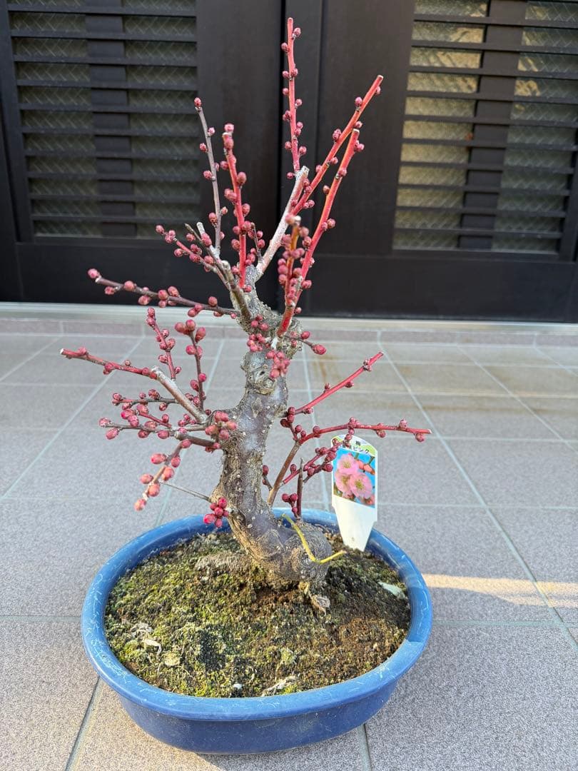 八重咲花梅ピンク　芳香強い　盆栽　鉢ごと発送