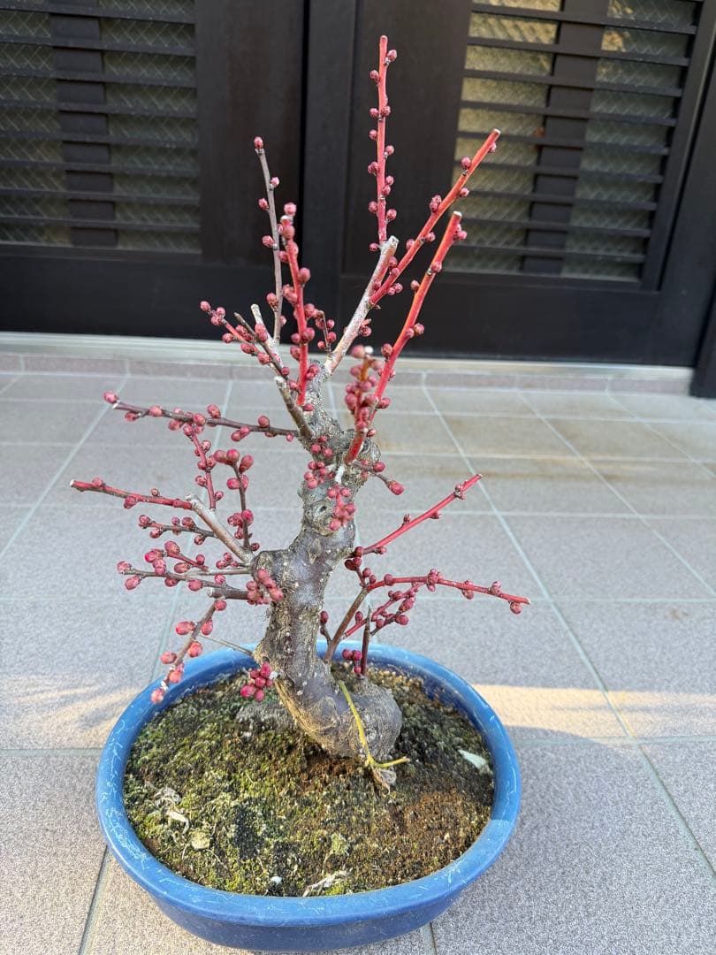 八重咲花梅ピンク　芳香強い　盆栽　鉢ごと発送