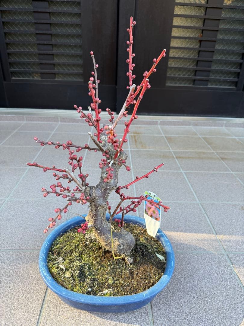 八重咲花梅ピンク　芳香強い　盆栽　鉢ごと発送