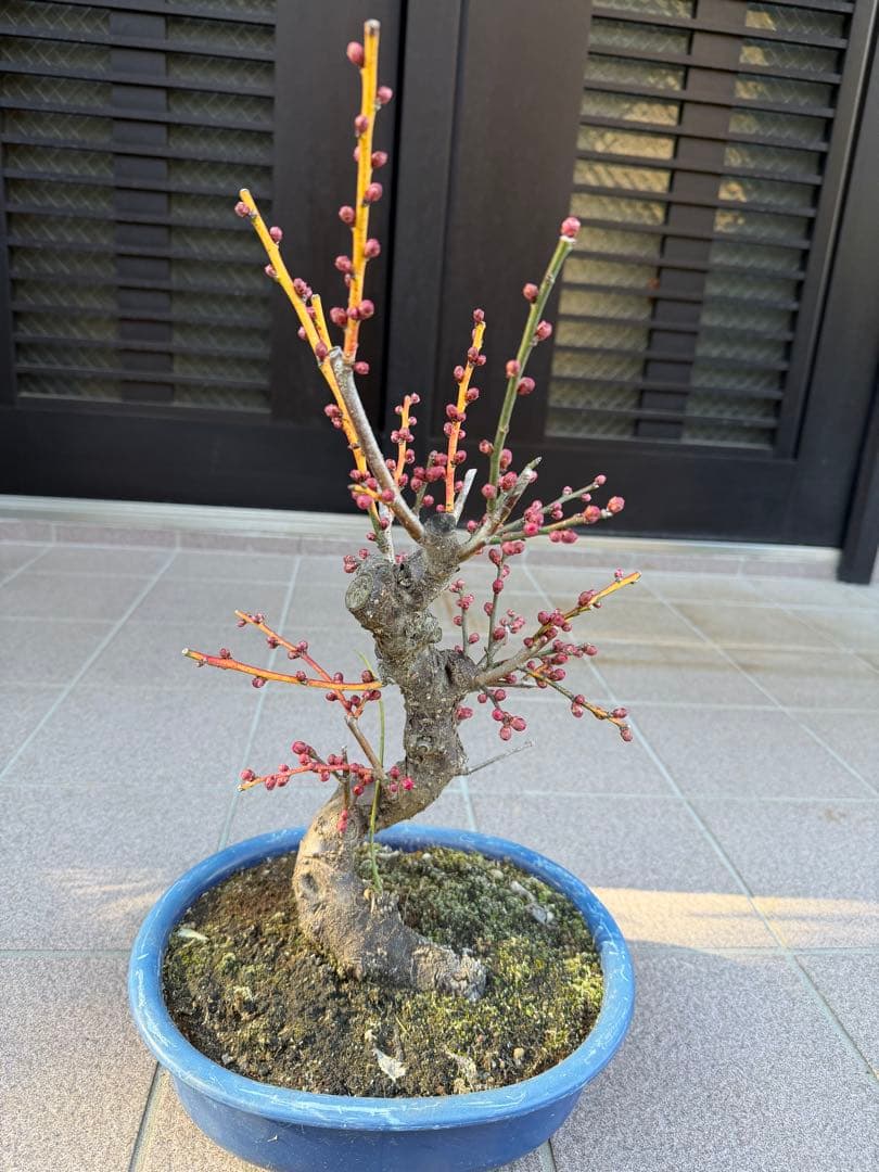八重咲花梅ピンク　芳香強い　盆栽　鉢ごと発送