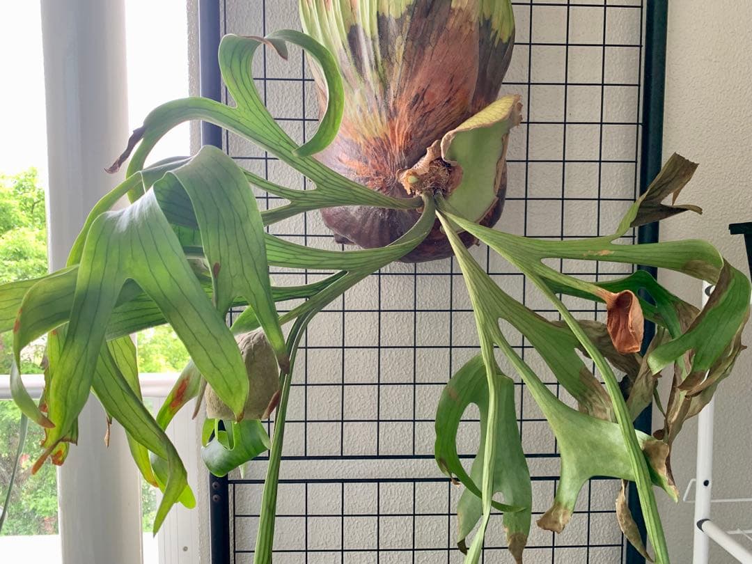 【都内受渡し限定】ビカクシダ 特大コロナリウム coronarium 大胞子嚢付