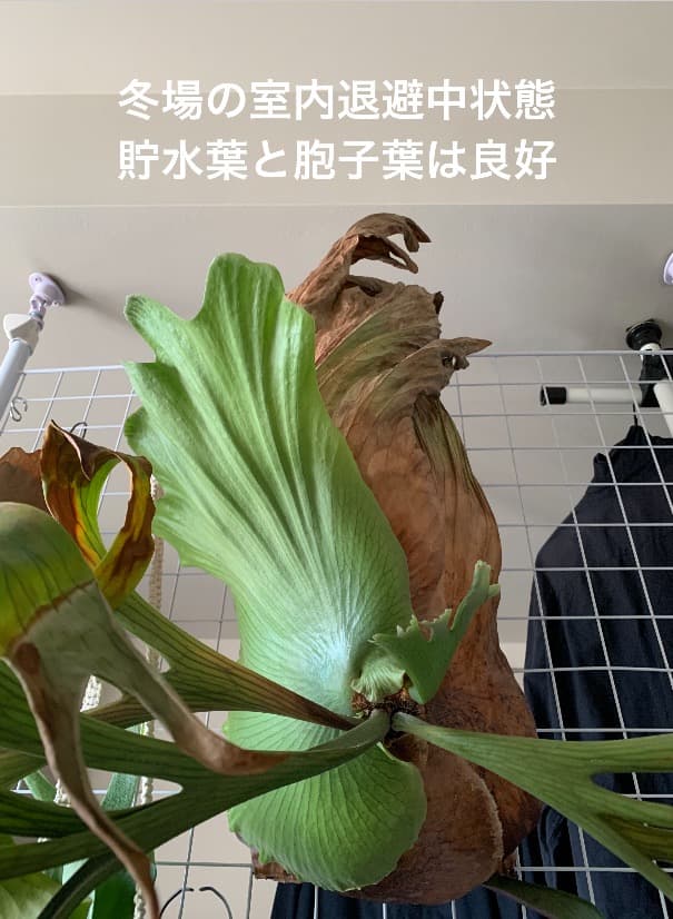 【都内受渡し限定】ビカクシダ 特大コロナリウム coronarium 大胞子嚢付