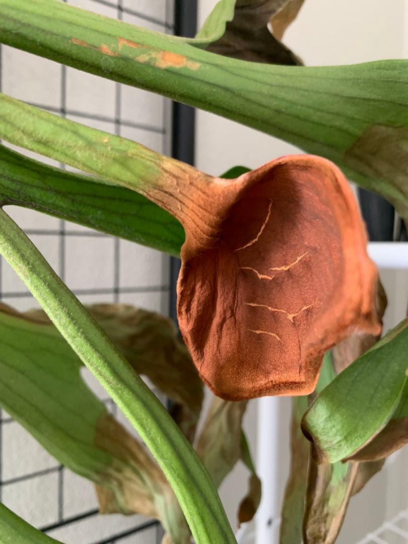 【都内受渡し限定】ビカクシダ 特大コロナリウム coronarium 大胞子嚢付