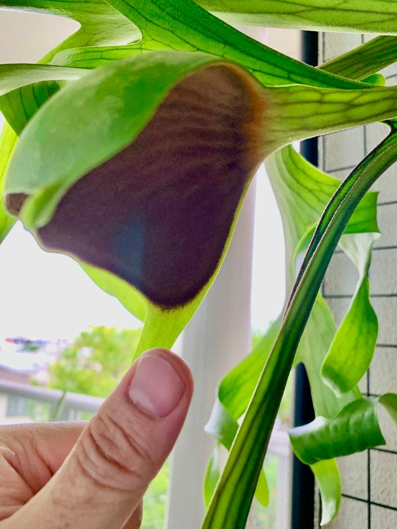 【都内受渡し限定】ビカクシダ 特大コロナリウム coronarium 大胞子嚢付