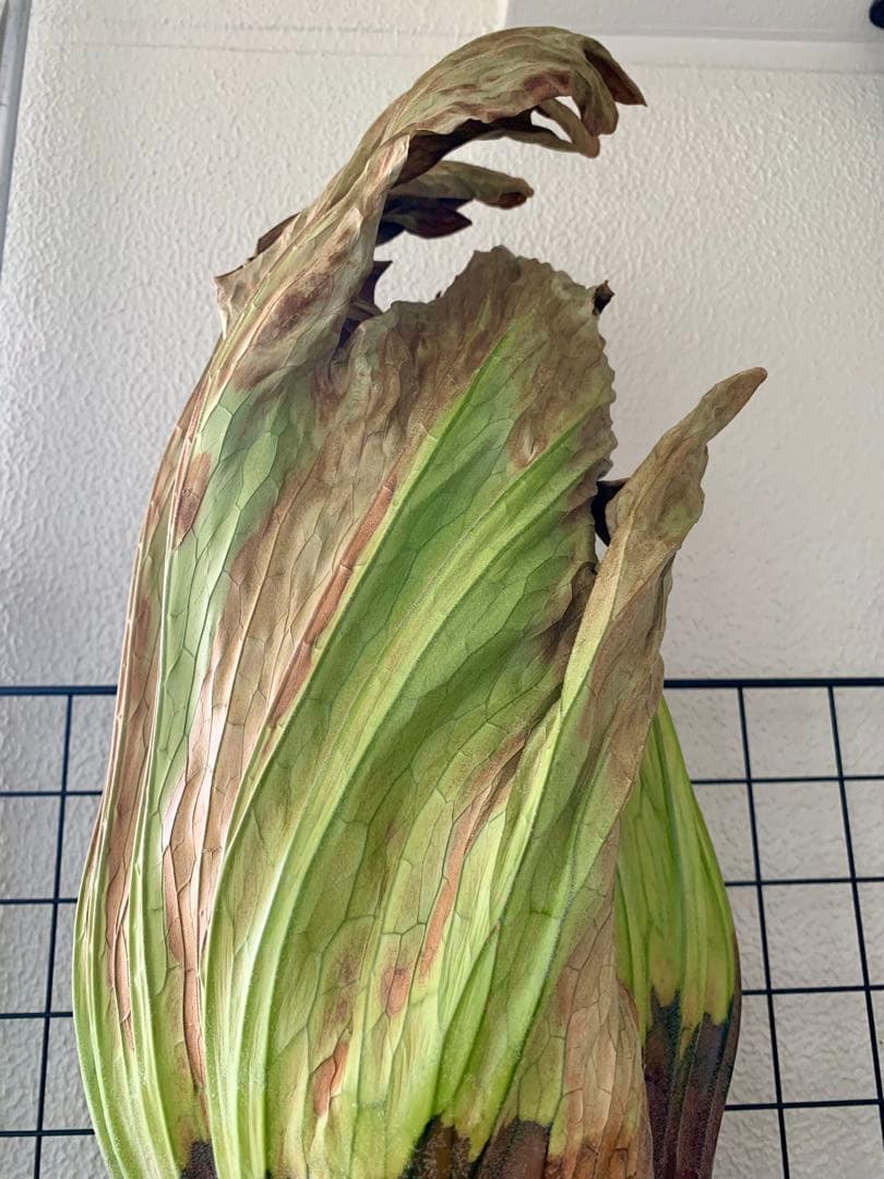 【都内受渡し限定】ビカクシダ 特大コロナリウム coronarium 大胞子嚢付