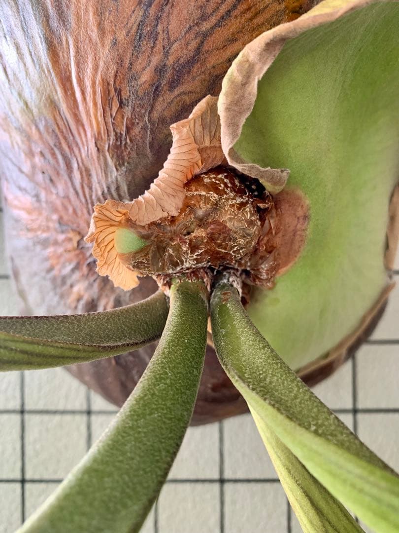 【都内受渡し限定】ビカクシダ 特大コロナリウム coronarium 大胞子嚢付