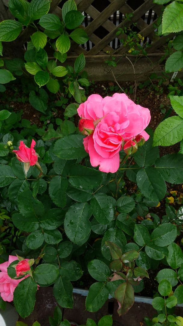 スタンダード仕立てバラ苗(蛍光ピンク、四季咲き)