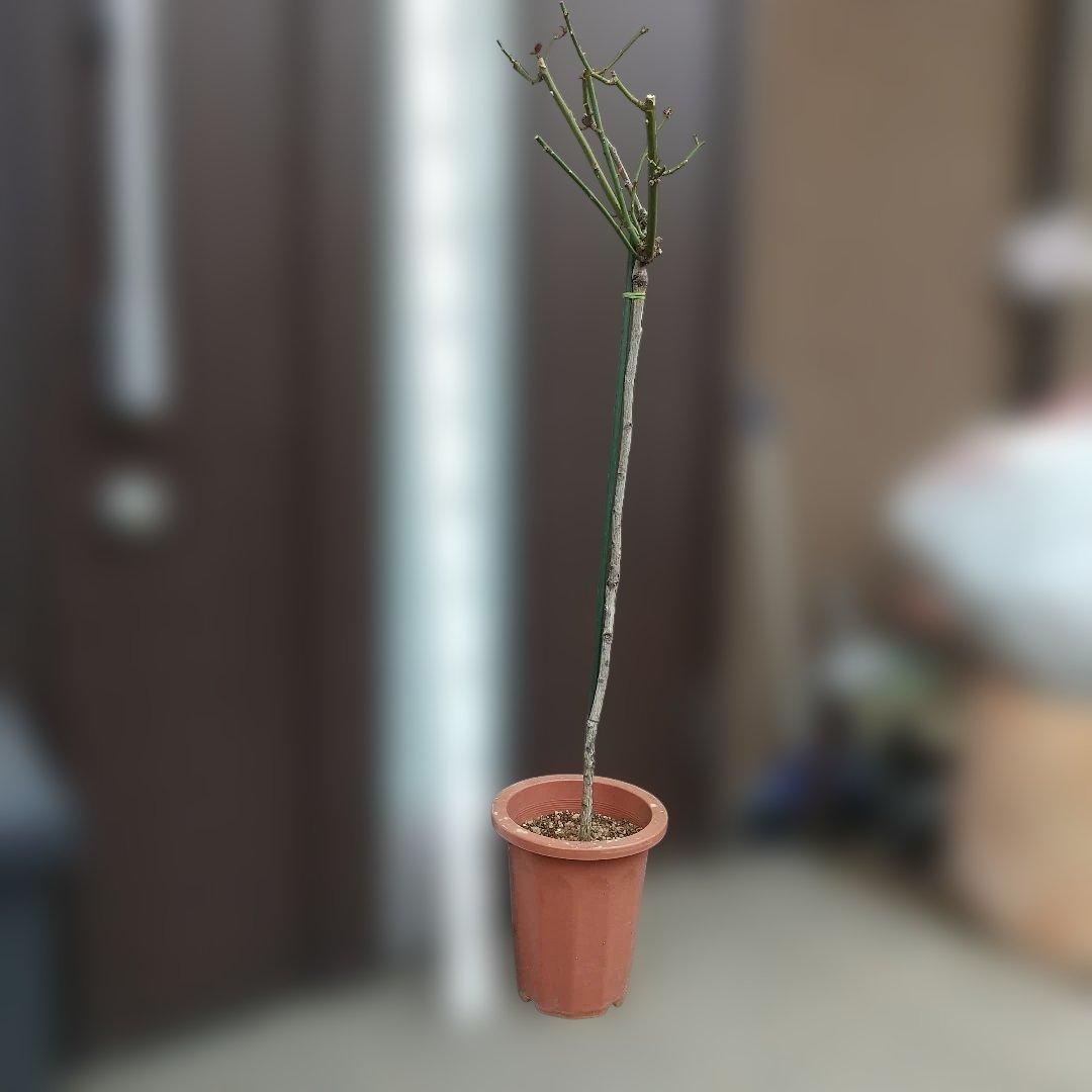 スタンダード仕立てバラ苗(蛍光ピンク、四季咲き)